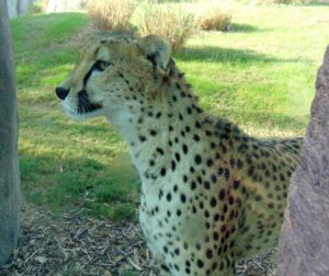 Cheetah Giants of the Savanna Africa Dallas Zoo