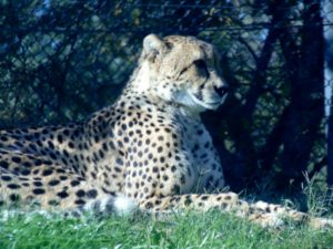 Cheetah Giants of the Savanna Africa Dallas Zoo