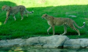 Cheetah Giants of the Savanna Africa Dallas Zoo