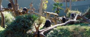 Chimpanzee Troop Gorilla Trails Africa Dallas Zoo