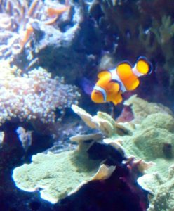 Clown Fish Australian Outback Aquarium Fort Worth Zoo