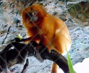 Golden Lion Tamarin Dallas World Aquarium Dallas TX