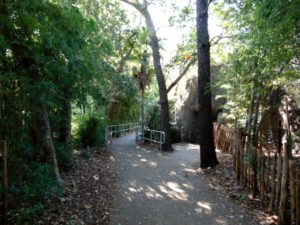 Gorilla Trails Pathway Africa Dallas Zoo