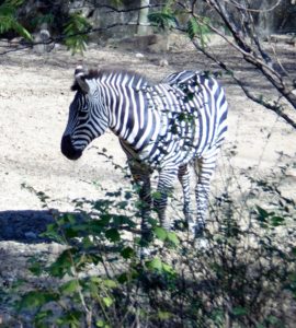 Grant's Zebra African Hoofstock Fort Worth Zoo