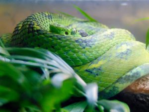 Guatemalan Plam Viper MOLA Fort Worth Zoo