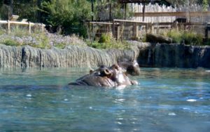 Hippopotamus Hippo Outpost Africa Dallas Zoo