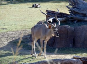 Kudu Giants of the Savanna Africa Dallas Zoo