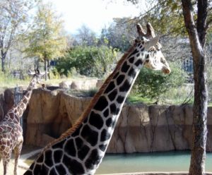 Masi & Reticulated Giraffes Giants of the Savanna Africa Dallas Zoo