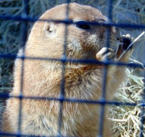 Prairie Dog Frank Buck Zoo Gainesville TX