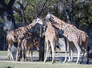 Reticulated Giraffe Her African Savanna Fort Worth Zoo