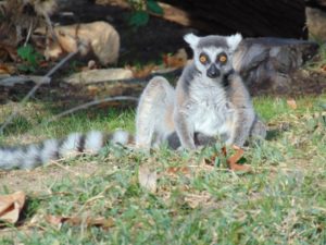 Ringtail Lemur Dallas Zoo