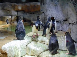 Rockhopper Penguins Penguin Cover Fort Worth Zoo