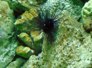 Sea Urchin Australian Outback Aquarium Fort Worth Zoo