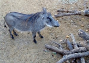 Warthog Giants of the Savanna Africa Dallas Zoo