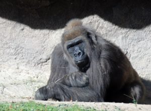 Western Lowland Gorillas Gorilla Trails Africa Dallas Zoo