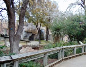 Western Lowland Gorilla Habitat World of Primates Fort Worth Zoo