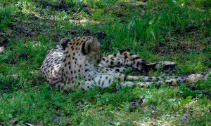 Cheetah Dickerson Park Zoo Springfield Missouri - The Zoo Review