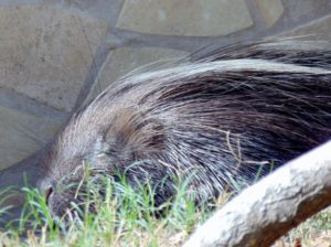 African Crested Porcupine