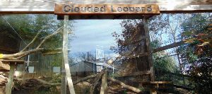 Clouded Leopard Habitat