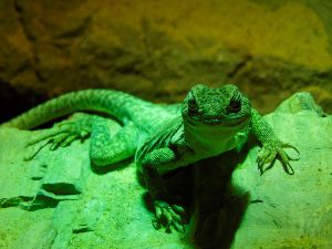 Collard Lizard Male