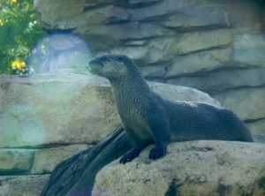 North American River Otter