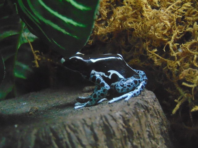 Dying Poison Dart Frog - The Zoo Review